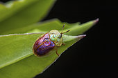 Tortoise beetle (Cassida azurea), in situ, Clermont-Ferrand, Auvergne, France