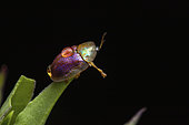 Tortoise beetle (Cassida azurea), in situ, Clermont-Ferrand, Auvergne, France