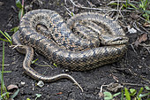 Steppe Rat Snake (Elaphe dione), Dedoplistskaro, Georgia