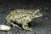 Green toad (Bufotes viridis), male, Vashlovani NP, Georgia