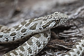 Spotted whip snake (Hemorrhois ravergieri), Vashlovani NP, Georgia