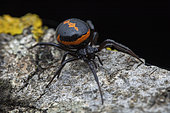 False black widow spider (Steatoda paykulliana), Vashlovani NP, Georgia