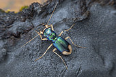 Tiger beetle (Grammognatha euphratica armeniaca), Vashlovani NP, Georgia