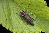 Jewel beetle (Anthaxia manca), Vashlovani NP, Georgia