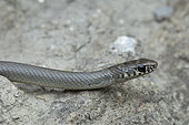 Ring-headed Dwarf Snake (Eirenis modestus), Vashlovani NP, Georgia