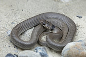Collared dwarf racer (Eirenis collaris), Vashlovani NP, Georgia