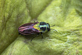 Jewel beetle (Anthaxia bicolor), Dedoplistskaro, Georgia
