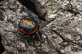 False black widow spider (Steatoda paykulliana), Vashlovani NP, Georgia