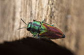 Jewel beetle (Anthaxia passerinii), Dali Reservoir, Georgia