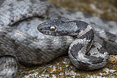 European Cat Snake (Telescopus fallax), Dedoplistskaro, Georgia