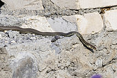 Dahl's whip snake (Platyceps najadum najadum) in situ - Vashlovani, Georgia