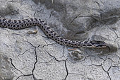 Urartian rat snake (Elaphe urartica), young in situ - Vashlovani NP, Georgia