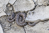 Urartian rat snake (Elaphe urartica), young in situ - Vashlovani NP, Georgia