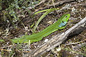 Medium Lizard (Lacerta media), in situ - Vashlovani, Georgia