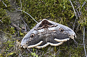 Giant peacock moth (Saturnia pyri), male in situ, Vashlovani, Georgia