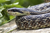 Urartian rat snake (Elaphe urartica), Dedoplistskaro, Georgia
