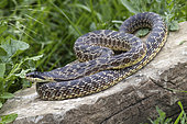 Urartian rat snake (Elaphe urartica), Dedoplistskaro, Georgia