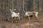 Reindeer (Rangifer tarandus) in a forest, Sweden