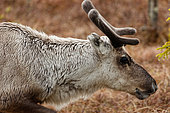 Reindeer (Rangifer tarandus) portrait, Sweden