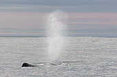 Sperm whale (Physeter macrocephalus) blow, Bleik Canyon, Northern Norway