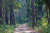 Sal (Shorea robusta) , alley in the forest, Forest, Bardia or Bardiya National Park, Terai region, Nepal