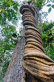Sal (Shorea robusta) surrounded by a large strangler vine (Spatholobus parviflorus ?), Forest, Terai Region, Bardia or Bardiya National Park, Nepal