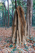 Sal (Shorea robusta), with a termite mound, Forest, Bardia or Bardiya National Park, Terai region, Nepal