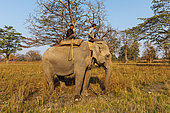 Forest department officers patrolling an Asian Elephant (Elephas maximus), Bardia or Bardiya National Park, Terai Region, Nepal