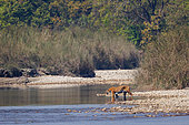 Bengal Tiger (Panthera tigris tigris), will cross a river, Forest, Bardia or Bardiya National Park, Terai region, Nepal