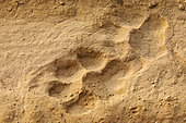 Tracks of the Bengal Tiger (Panthera tigris tigris) in the sand, Bardia or Bardiya National Park, Terai region, Nepal.