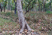 Sal (Shorea robusta), tiger (Panthera tigris bengalensis) claw marks on trunk, territory marking, Forest, Bardia or Bardiya National Park, Terai region, Nepal