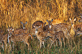 Spotted Deer (Axis axis)or Chital deer on a grassy plain, Bardia or Bardiya National Park, Terai region, Nepal