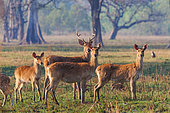 Barasing(h)a or Duvaucel's deer or Marsh deer (Rucervus duvaucelii or Cervus duvaucelii duvaucelii), in a swamp, Bardia or Bardiya National Park, Terai region, Nepal