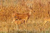 Barasing(h)a or Duvaucel's deer or Marsh deer (Rucervus duvaucelii or Cervus duvaucelii duvaucelii), Adult male in a marsh with Axis or Chital deer, Bardia or Bardiya National Park, Terai region, Nepal