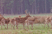 Barasing(h)a or Duvaucel's deer or Marsh deer (Rucervus duvaucelii or Cervus duvaucelii duvaucelii), Group in a marsh, Bardia or Bardiya National Park, Terai region, Nepal