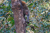 Rhesus macaque (Macaca mulatta), in the forest, Bardia or Bardiya National Park, Terai region, Nepal