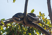 Indian Python or Asiatic Rock Python (Python molurus), Resting in a tree near a waterhole, Forest, Bardia or Bardiya National Park, Terai region, Nepal