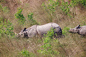 Indian Rhinoceros (Rhinoceros unicornis), Mother and calf near a waterhole, Bardia or Bardiya National Park, Terai region, Nepal