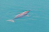 Blue waters of the Karnali river with a Ganges river dolphin (Platanista gangetica) coming to breathe at the surface, Bardia or Bardiya national park, Terai region, Nepal.