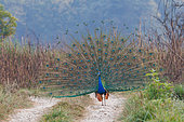 Blue Peacock (Pavo cristatus), on a path, male in courtship, displaying, Bardia or Bardiya National Park, Terai region, Nepal