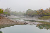 Sunderbans, marée basse sur un bras d'eau, Delta du Gange, Golfe du Bengale, Inde