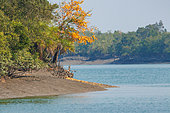 Sunderbans, low tide on an arm of the sea, Ganges Delta, Bay of Bengal, India