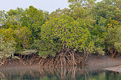 Sunderbans, marée basse sur un bras d'eau, les racines de palétuvier apparaissant, Delta du Gange, Golfe du Bengale, Inde
