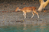 Spotted Deer (Axis axis) or Chital deer, female, eats mangrove shoots, Mangrove, Sunderbans, Bay of Bengal, India