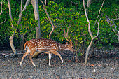 Spotted Deer (Axis axis) or Chital deer, male, eats mangrove shoots, Mangrove, Sunderbans, Bay of Bengal, India