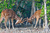 Chital or Cheetal or Chital deer, Spotted deer or Axis deer( Axis axis), young males fighting, Mangrove, Sunderbans, Bay of Bengal, India