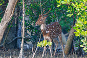 Spotted Deer (Axis axis) or Chital deer, male, eats mangrove shoots, Mangrove, Sunderbans, Bay of Bengal, India, Asia