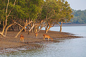 Spotted Deer (Axis axis) or Chital deer, female, eats mangrove shoots, Mangrove, Sunderbans, Bay of Bengal, India