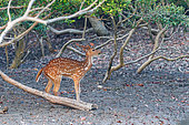 Spotted Deer (Axis axis) or Chital deer, male, eats mangrove shoots, Mangrove, Sunderbans, Bay of Bengal, India