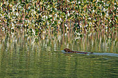 Fishing cat (Prionailurus viverrinus), crossing an arm of the sea, Sunderbans, Ganges Delta, Bay of Bengal, India